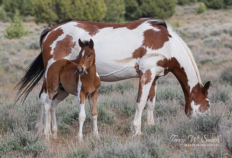 Chinook in Soxs Band with a bay pinto colt foal